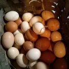 12+ Mixed colorful chicken eggs                                             