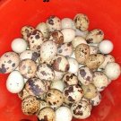 Hatching mixed Quail eggs 12 +++                                             