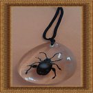 Amber Style Real Bug/Beetle/Insect Design Necklace Unisex With Black Rope Chain