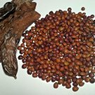 PROUDLY FRESH V. DELICIOUS CAROB TREE SEEDS UP TO 200 PCS خروب مصري