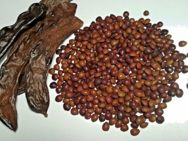 PROUDLY FRESH V. DELICIOUS CAROB TREE SEEDS UP TO 200 PCS &Oslash;&reg;&Oslash;&plusmn;&Ugrave;�&Oslash;&uml; &Ugrave;�&Oslash;&micro;&Oslash;&plusmn;&Ugrave;�