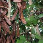 PROUDLY FRESH V. DELICIOUS CAROB TREE SEEDS UP TO 200 PCS خروب مصري