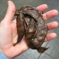 PROUDLY FRESH V. DELICIOUS CAROB TREE SEEDS UP TO 200 PCS خروب مصري