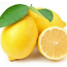 PROUDLY JUICY LIME 200+ LEMON FRUIT SEEDS Citrus Aurantifolia EGYPT V.PRODUCTIVE