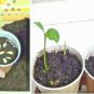 PROUDLY JUICY LIME 200+ LEMON FRUIT SEEDS Citrus Aurantifolia EGYPT V.PRODUCTIVE
