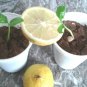 PROUDLY JUICY LIME 200+ LEMON FRUIT SEEDS Citrus Aurantifolia EGYPT V.PRODUCTIVE
