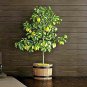 PROUDLY JUICY LIME 200+ LEMON FRUIT SEEDS Citrus Aurantifolia EGYPT V.PRODUCTIVE
