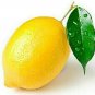 PROUDLY JUICY LIME 200+ LEMON FRUIT SEEDS Citrus Aurantifolia EGYPT V.PRODUCTIVE