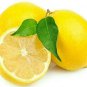 PROUDLY JUICY LIME 200+ LEMON FRUIT SEEDS Citrus Aurantifolia EGYPT V.PRODUCTIVE