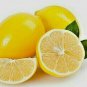 PROUDLY JUICY LIME 200+ LEMON FRUIT SEEDS Citrus Aurantifolia EGYPT V.PRODUCTIVE