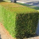 200 DODONAEA DODONIA HOP BUSH SEEDS EVER GREEN LEAVES FENCE PRIVACY WALL DODONEA