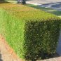 200 DODONAEA DODONIA HOP BUSH SEEDS EVER GREEN LEAVES FENCE PRIVACY WALL DODONEA