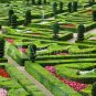 200 DODONAEA DODONIA HOP BUSH SEEDS EVER GREEN LEAVES FENCE PRIVACY WALL DODONEA