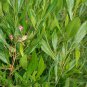 200 DODONAEA DODONIA HOP BUSH SEEDS EVER GREEN LEAVES FENCE PRIVACY WALL DODONEA