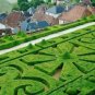 200 DODONAEA DODONIA HOP BUSH SEEDS EVER GREEN LEAVES FENCE PRIVACY WALL DODONEA