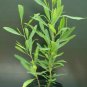 200 DODONAEA DODONIA HOP BUSH SEEDS EVER GREEN LEAVES FENCE PRIVACY WALL DODONEA