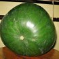 PROUDLY GIZA WATERMELON SEEDS UP TO 300PCS ORGANIC WATER MELON بطيخ مصري- جيزة