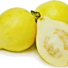 PROUDLY YELLOW EGYPT JUICY SWEET GUAVA SEEDS PSIDIUM GUAJAVA 300PCS GUAJA جوافة