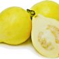PROUDLY YELLOW EGYPT JUICY SWEET GUAVA SEEDS PSIDIUM GUAJAVA 300PCS GUAJA جوافة