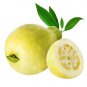 PROUDLY YELLOW EGYPT JUICY SWEET GUAVA SEEDS PSIDIUM GUAJAVA 300PCS GUAJA &Oslash;&not;&Ugrave;�&Oslash;&sect;&Ugrave;�&Oslash;&copy;