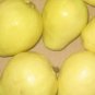 PROUDLY YELLOW EGYPT JUICY SWEET GUAVA SEEDS PSIDIUM GUAJAVA 300PCS GUAJA &Oslash;&not;&Ugrave;�&Oslash;&sect;&Ugrave;�&Oslash;&copy;