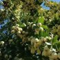 PROUDLY YELLOW EGYPT JUICY SWEET GUAVA SEEDS PSIDIUM GUAJAVA 300PCS GUAJA &Oslash;&not;&Ugrave;�&Oslash;&sect;&Ugrave;�&Oslash;&copy;