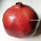 PROUDLY EGYPTIAN V.SWEET PRODUCTIVE Pomegranate SEEDS this season's harvest