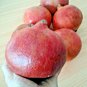 PROUDLY EGYPTIAN V.SWEET PRODUCTIVE Pomegranate SEEDS this season's harvest