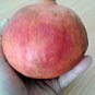 PROUDLY EGYPTIAN V.SWEET PRODUCTIVE Pomegranate SEEDS this season's harvest