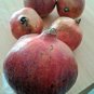 PROUDLY EGYPTIAN V.SWEET PRODUCTIVE Pomegranate SEEDS this season's harvest