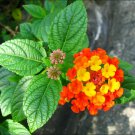 YELLOW LANTANA  CAMARA Shrub Verbena  up to 60 SEEDS EVERGREEN GARDEN FENCE