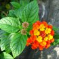 YELLOW LANTANA  CAMARA Shrub Verbena  up to 60 SEEDS EVERGREEN GARDEN FENCE