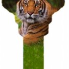Tiger Picture SC1 Schlage house key blank