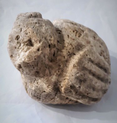Paleo Indian Stone Effigy Keys Everglades Petrified Palm Wood? Reef Coral?