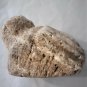 Paleo Indian Stone Effigy Keys Everglades Petrified Palm Wood? Reef Coral?