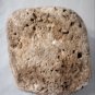 Paleo Indian Stone Effigy Keys Everglades Petrified Palm Wood? Reef Coral?