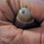 Old Used Weathered Oily Tibetan Banded Horned Agate Dzi Bead 8 CM