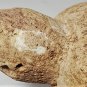 Ancient Woodland Native Clay-Mudstone Ceremonial Turtle Effigy Pipe