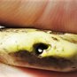 Ancient Massive Carved Jasper Seal Bead 36 mm with Hole Wear