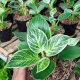 Philodendron Live Plants