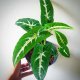 Syngonium Live Plants