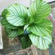 Calathea Live Plants