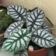 Alocasia Live Plants