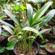 Epripenum Live Plants
