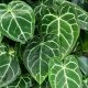 Anthurium Live Plants