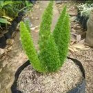 4x Asparagus Densiflorus Live Plants a.k.a Asparagus fern, Plume asparagus, Foxtail fern