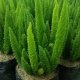 Others Liveplants
