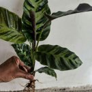 10x Calathea Louisae Live Plants with DHL express and Free Phytosanitary