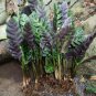 10x Calathea Louisae Live Plants with DHL express and Free Phytosanitary