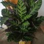 10x Calathea Louisae Live Plants with DHL express and Free Phytosanitary